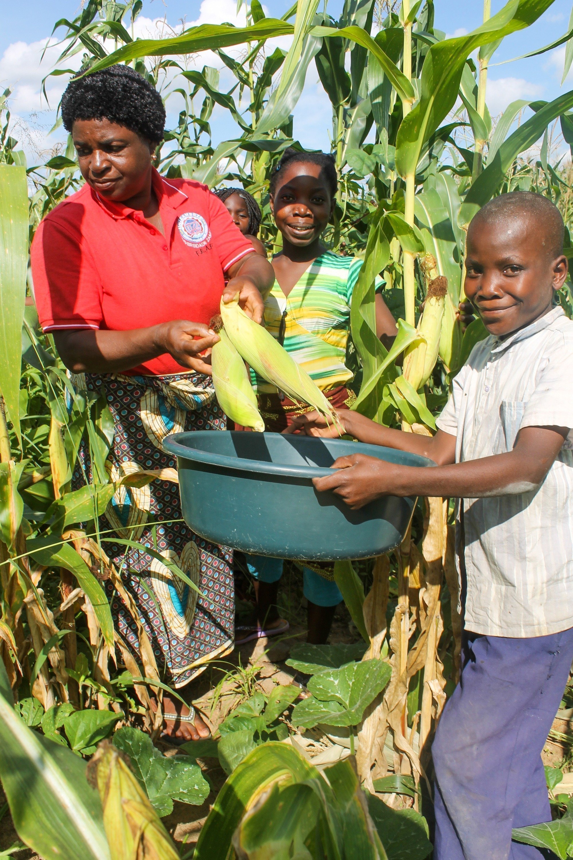 Una famiglia raccoglie il mais dal campo.