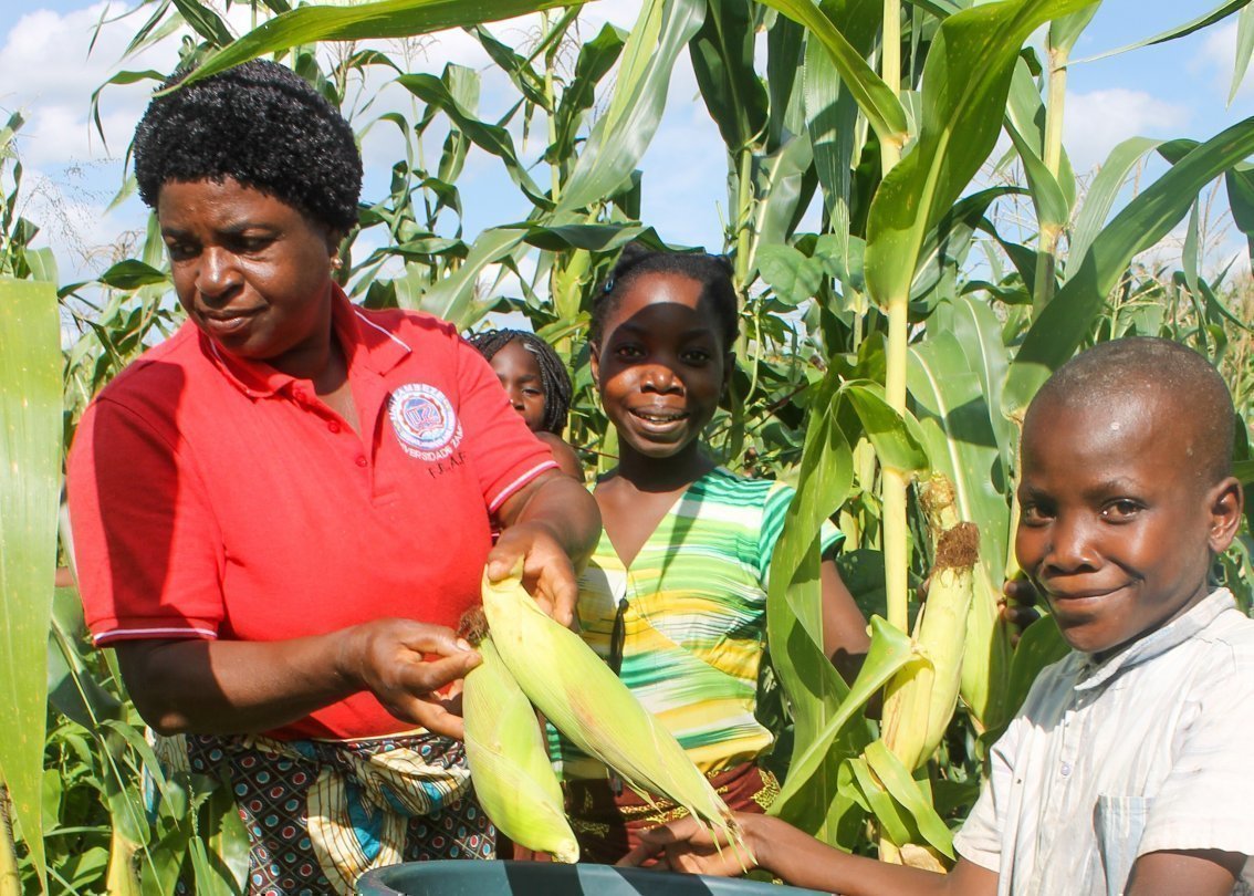 Eine Familie erntet Mais vom Feld.